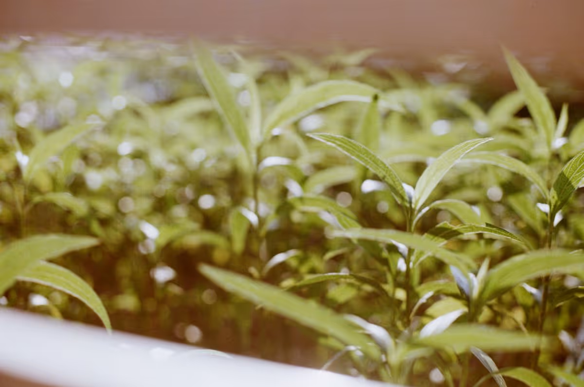 Fresh green leaves, symbolising eco-friendly cleaning